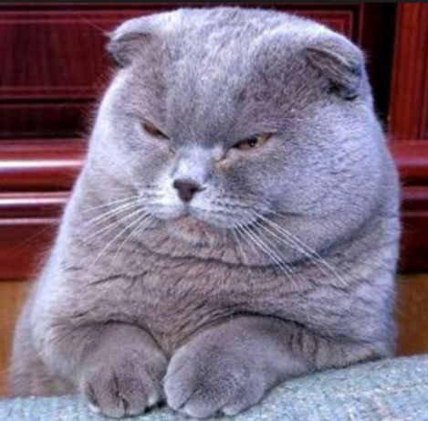 Dinda Nur H Sejarah Kucing Scottish Fold