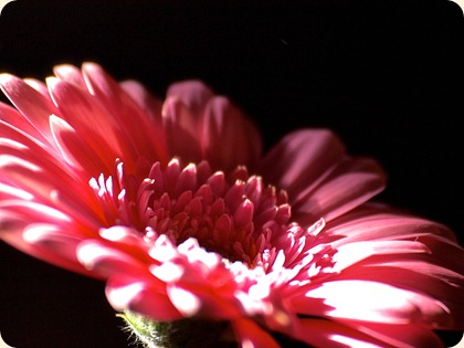 Gerbera        