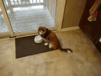 [KC_Pet_Project_-_Roadrunner_in_His_Foster_Home__Fa%255B3%255D.gif]