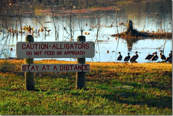 Alligator Sign