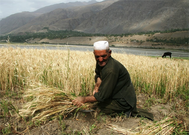 Wheat crop failure, especially for poor rural Afghans, could be disastrous. © Mohammad Popal / IRIN