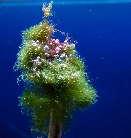 [aquarium4%255B2%255D.jpg]