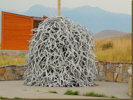 Bison Range antler collection bison range antlers