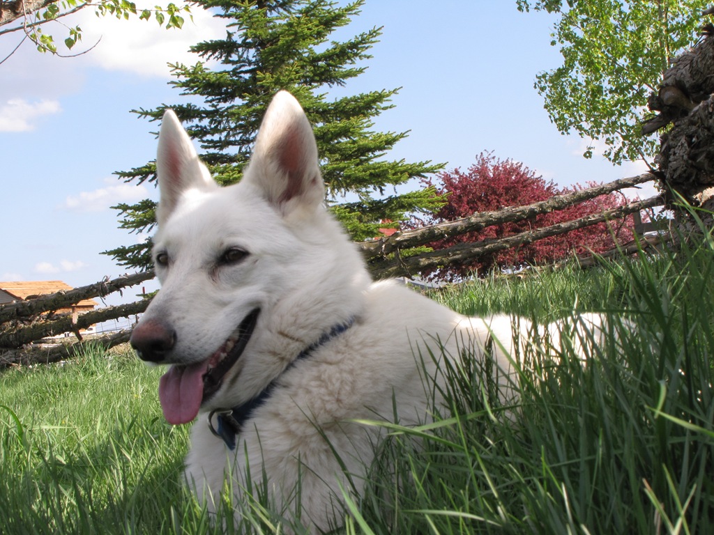 [grazing%2520095%255B4%255D.jpg]
