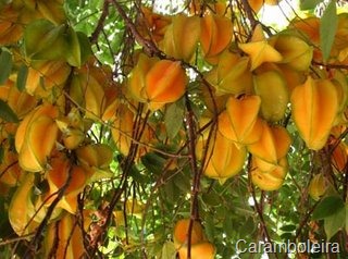 [caramboleira%255B5%255D.jpg]