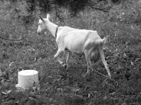 rural art Photo