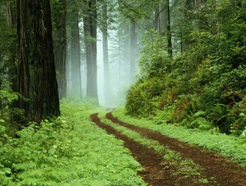 Uma trilha de floresta no parque Redwoods State, Califórnia.