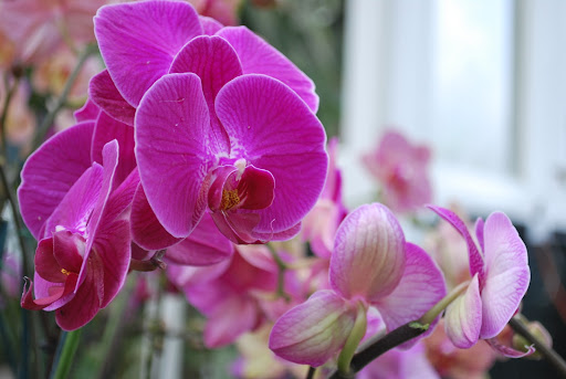 Moth orchids.