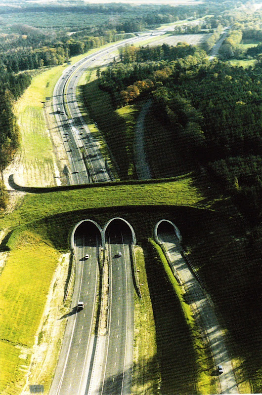 Ponen Puentes para animales silvestres. Wildlife-crossings-1%25255B3%25255D