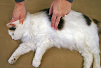 Compressions for small cats and dogs: Use fingertips to compress heart in place of your left hand or place 4
fingers of your left hand under the animal’s chest and compress on the top with left thumb: 5 compressions/1 breath and check for a pulse every 8-10 cycles. Compressions for small cats and dogs: Use fingertips to compress heart in place of your left hand or place 4
fingers of your left hand under the animal’s chest and compress on the top with left thumb: 5 compressions/1 breath and check for a pulse every 8-10 cycles.