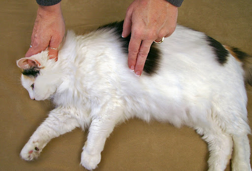 Compressions for small cats and dogs:  Use fingertips to compress heart in place of your left hand or place 4 fingers of your left hand under the animal’s chest and compress on the top with left thumb: 5 compressions/1 breath and check for a pulse every 8-10 cycles.