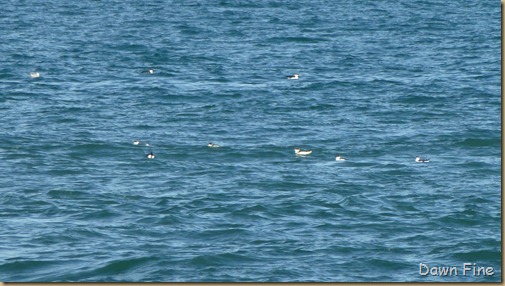 North Beach_058