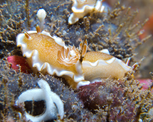 P4283185