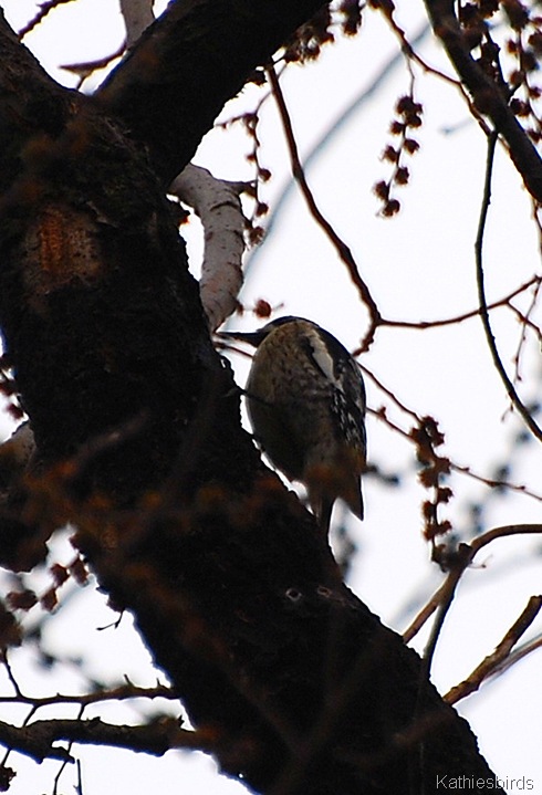 3. Sapsucker-kab