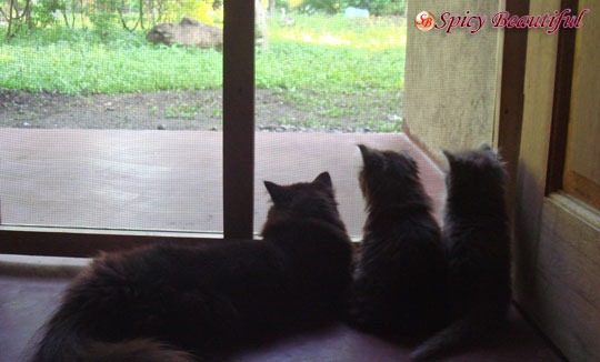 [Cats-Looking-Outside%255B4%255D.jpg]