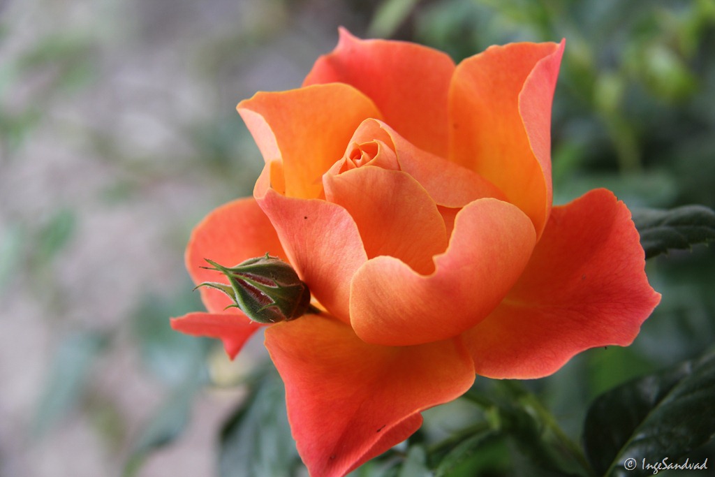 [IMG_4724%255B7%255D.jpg]