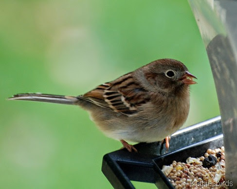3. DSC_0301 field sparrow andover, ma 2010
