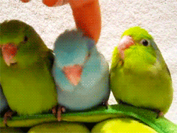 [Piriquitos10-5-dedo%255B2%255D.gif]