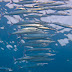 Heller's Barracuda - Photo (c) DavidR.808, some rights reserved (CC BY-NC-SA)