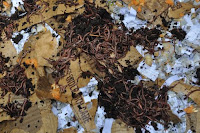 pinoyecofarm vermicomposting seminar _0071.JPG