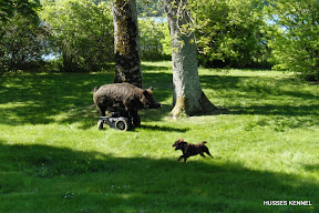 Tysk Jaktterrier Tysk Jaktterrier