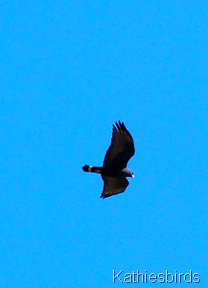 12. zonetailed hawk-kab 12. zonetailed hawk-kab