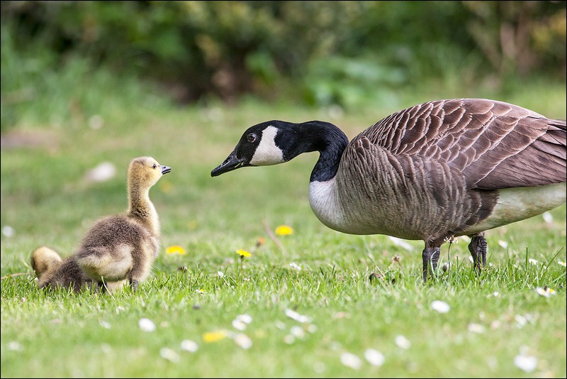 Canada Goose