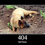 404.jpg