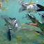Snorkeling In The Whitsundays - Airlie Beach, Australia
