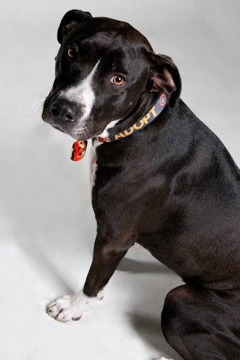 If your pooch is particularly talkative, perhaps he'll even share the story of his own road to rescue. Milo is making those, If your pooch is particularly talkative, perhaps he'll even share the story of his own road to rescue. Milo is making those,