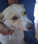 TAMARA
Mejor conocida como mamá mumy, es verdaderamente adorable, sumisa, cariñosa, juguetona, adora a la gente y es un poco territorial con otros animales