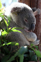 Arthur the koala
