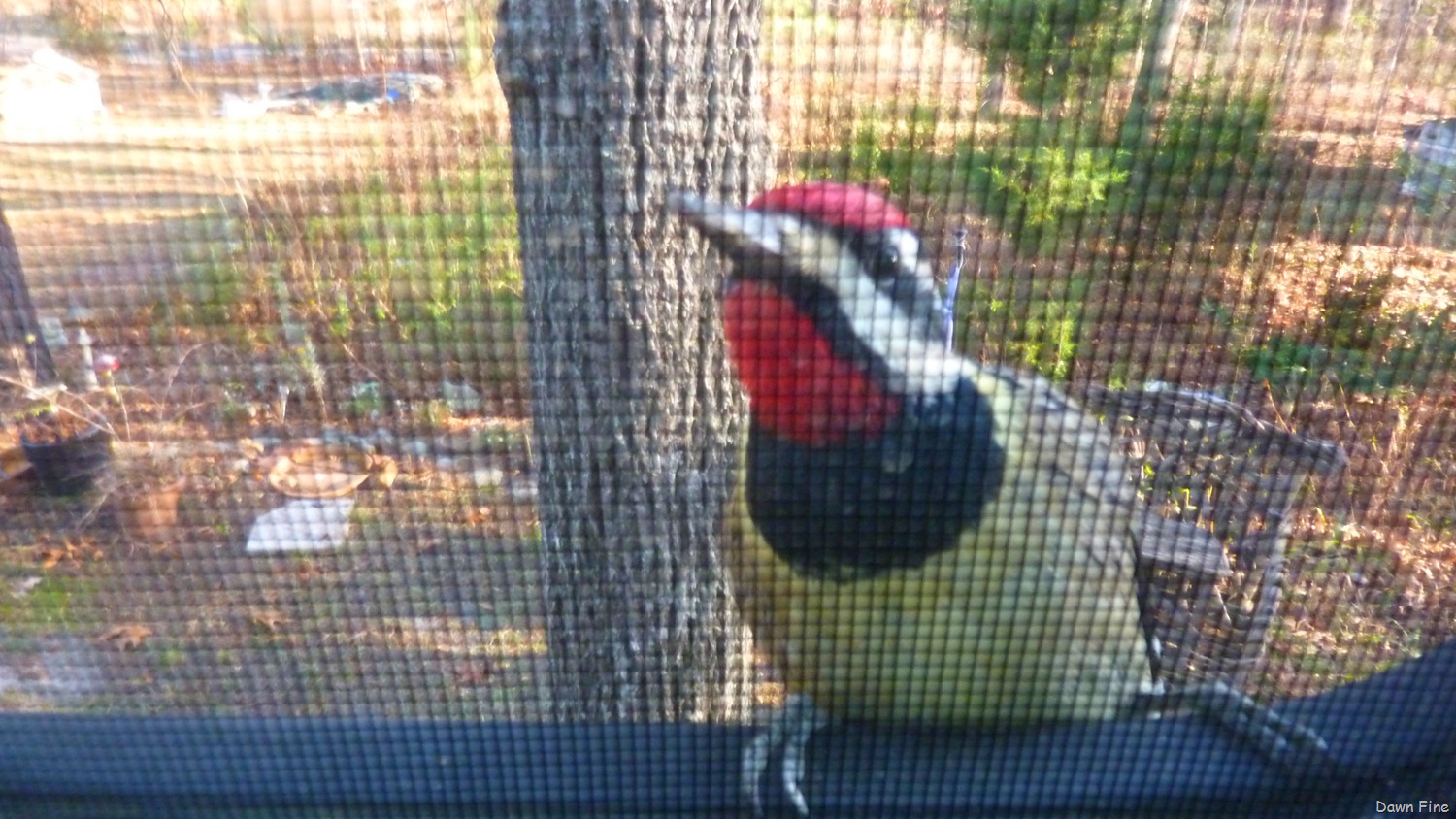 [Yellow%2520bellied%2520sap_007.jpg]