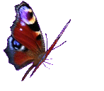 butterflyangle