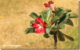 Flor 1 Flor 1