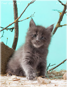 Фото котенка мейн-кун Frant возраст 6 недель | Питомник Grey Claw`s