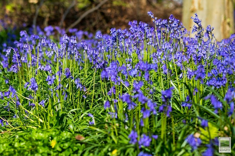 hallerbos-1