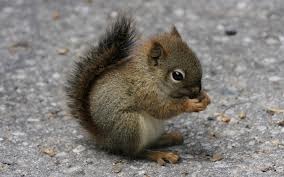 [Amazing%2520Animals%2520Pictures%2520Squirell%2520%25286%2529%255B3%255D.jpg]
