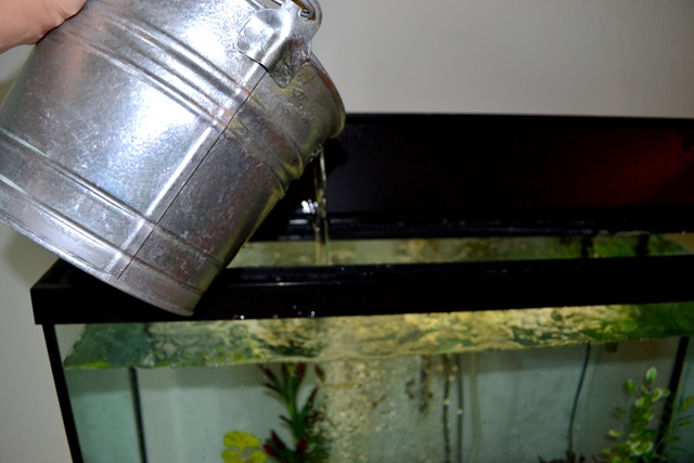 [thirsty%2520fish%255B4%255D.jpg]