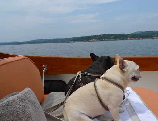 I just love the feeling of the air through my fur and all of the salt air smells!  Don't you, Franny?