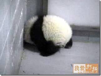 panda butt