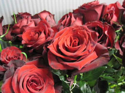 These roses are not named yet.