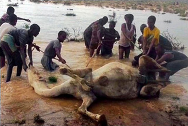 Somalis rescue a camel after catastrophic floods hit the village of Sin Ujiif in Somalia's Puntland region on 13 November 2013. Photo: Stringer / AFP