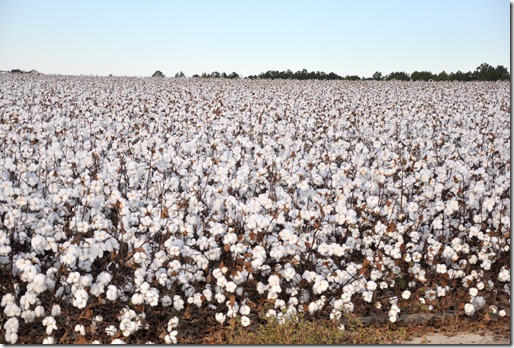 new farm cotton 2012 (50)