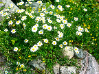 Daisies and trefoil mingling alongside the driveway. Daisies and trefoil mingling alongside the driveway.