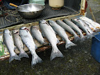  My Day's Catch by Brandon J Vogt