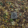 dsc03926.jpg
