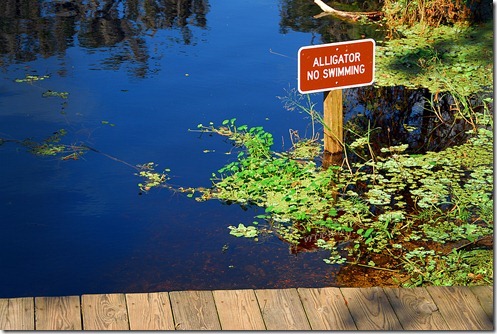 Alligator-Sign