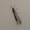 Antlion