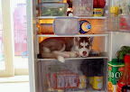 fridge-puppy.jpg